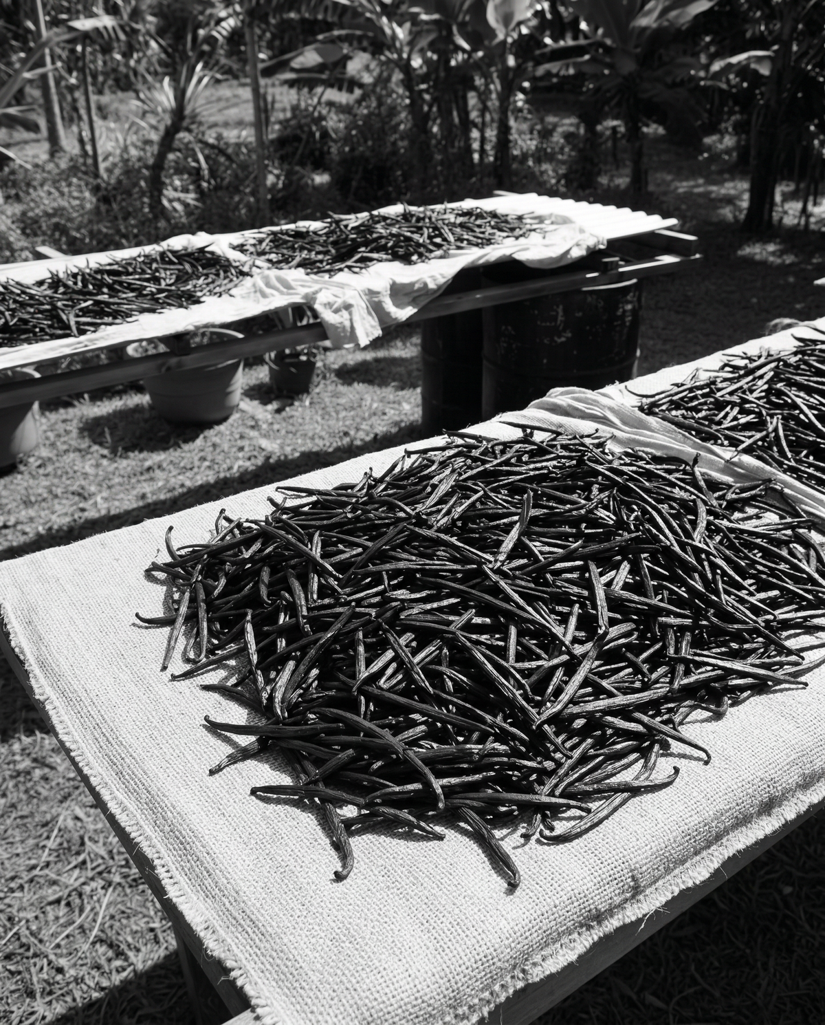 Nicaragua vanilla beans prepared for the maceration of Maison Dieux Père vodka macérat.