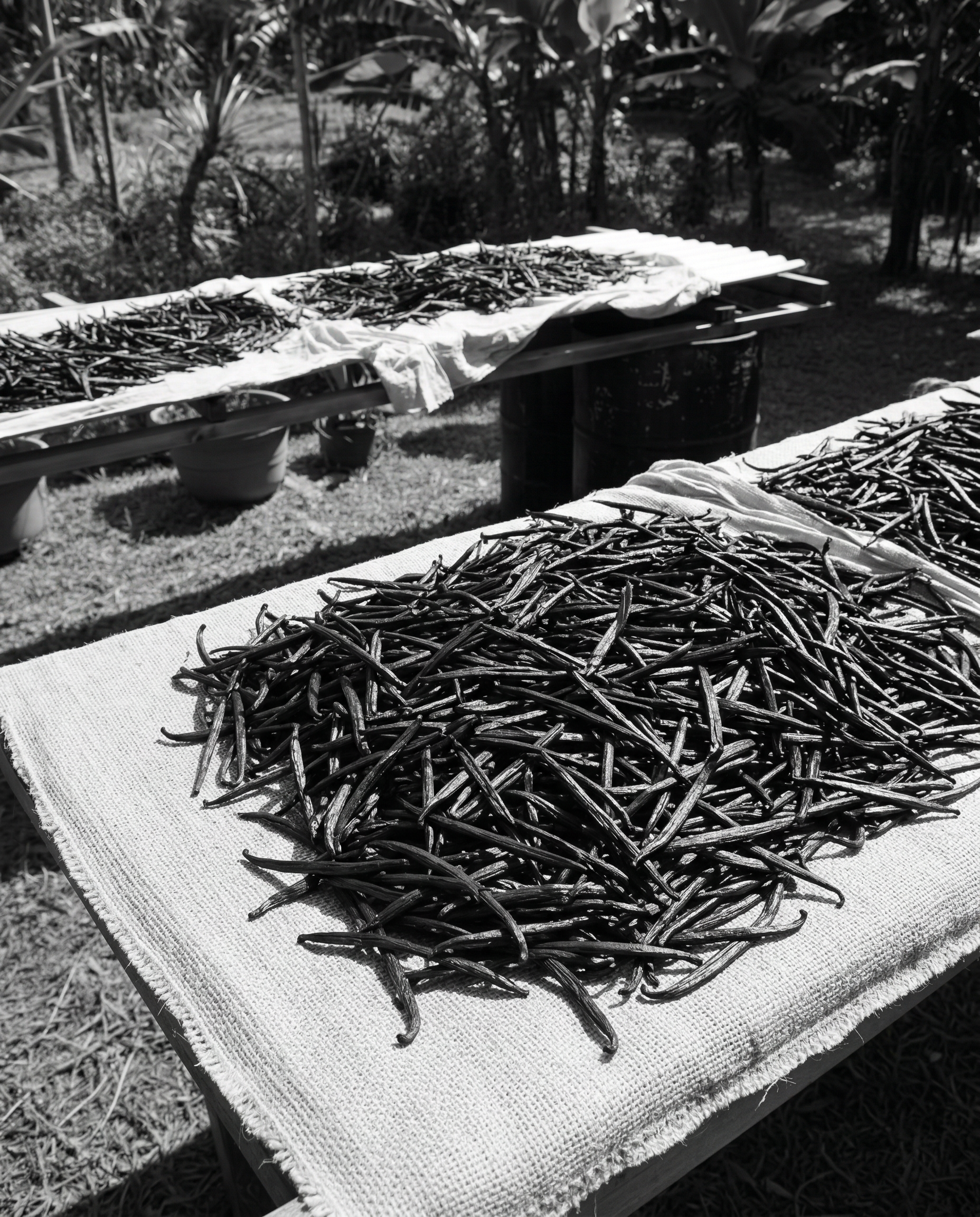 Nicaragua vanilla beans prepared for the maceration of Maison Dieux Père vodka macérat.